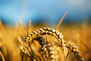 Население Земли невозможно прокормить без использования генно-модифицированной пшеницы