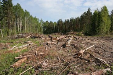 На Житомирщині в Радомишлі керівник лісгоспу масово вирізає ліс