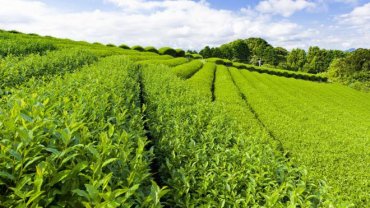 В Украине восстановят уникальную чайную плантацию