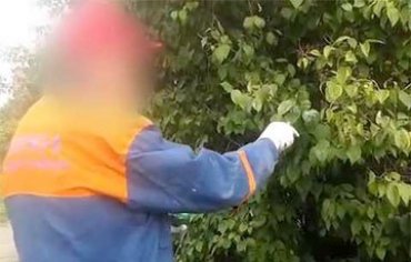 Рабочего к визиту Лукашенко заставили красить листья на дереве в зеленый цвет