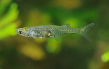 Ученые открыли новый вид рыб