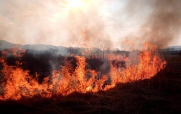 В Турции снова вспыхнули лесные пожары