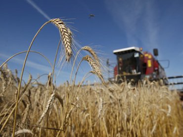 Россия распродаст миллион тонн зерна из госрезервов