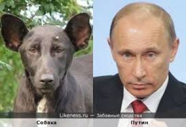 В Борисполе похожая на Путина собака агитирует за евроинтеграцию Украины