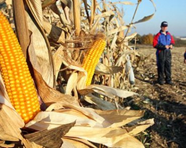 В Украине могут разрешить ГМО-продукцию