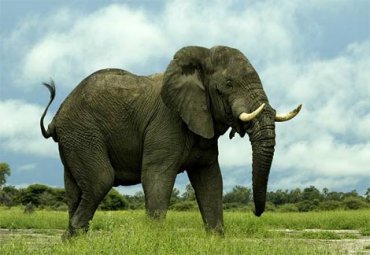 Биологи выяснили, как и чем разговауривают слоны