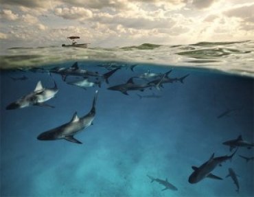 Биологи выяснили, что акулы пользуются социальными сетями