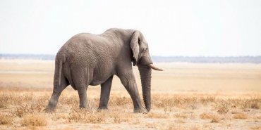 ДНК слонов может помочь ученым лечить рак у людей