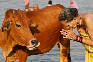 В Индии линчевали мусульманина за то, что он поел говядины