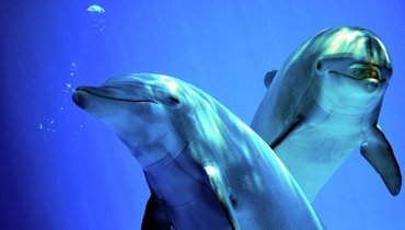 Ученые объяснили, почему дельфины не догонят людей в развитии