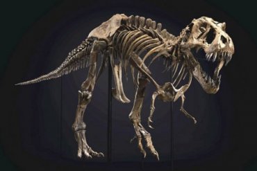 В США на аукционе продали скелет тиранозавра за рекордную сумму