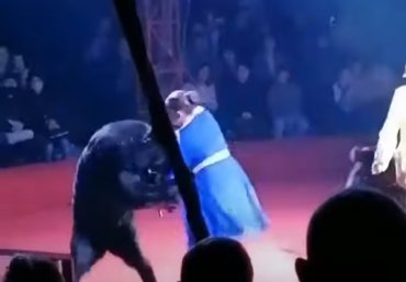 В России медведь напал на беременную дрессировщицу во время выступления
