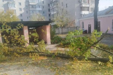 На Полтавщине умерла девочка, на которую в детском саду упало дерево
