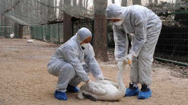 В Китае вспышка нового штамма птичьего гриппа: он вызывает высокую смертность