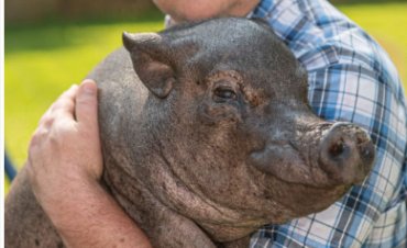 В США умерла самая старая в мире свинья