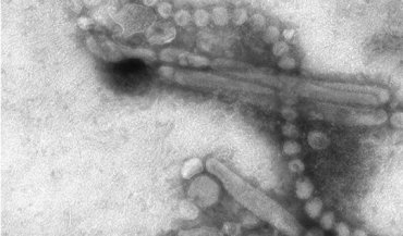 Из-за пандемии COVID-19 вымер один из основных штаммов гриппа, – ученые