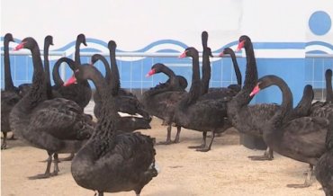 В КНДР призвали граждан есть декоративных лебедей: в стране не хватает еды