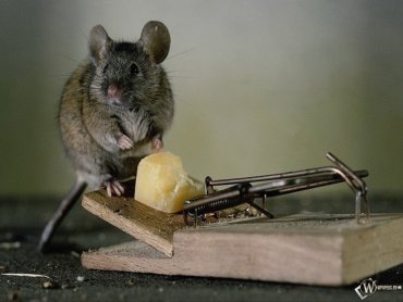 Хороши ли недорогие ультразвуковые отпугиватели крыс?
