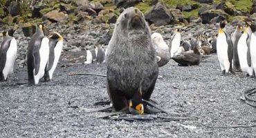 Ученые сбиты с толку: тюлени массово насилуют пингвинов ВИДЕО