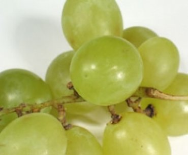 Аномальная погода уничтожила треть урожая винограда Крыма