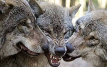 На Донецкую область напали волки