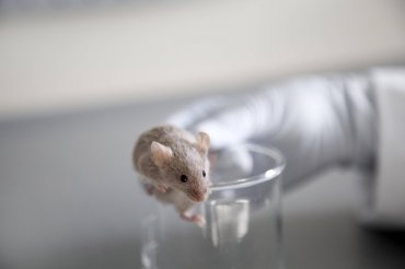 Кто и когда заменит лабораторную мышь?