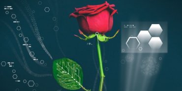 Учёные смогли вырастить провода внутри роз