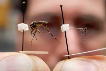 Россиян атакуют кавказские комары-мутанты