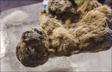 В Якутии нашли замороженного льва, видевшего мамонтов