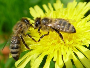 Пчелы забывают как жужжать