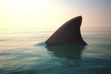 Ученые объяснили, почему в бухтах Калифорнии стало много акул
