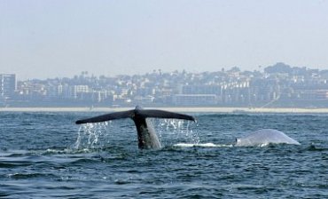 Американские ученые выяснили удивительный факт о синих китах