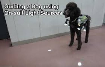 Японским ученым удалось управлять собакой с помощью лазера