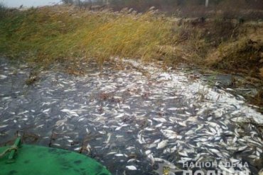Полиция расследует причины массовой гибели рыбы в Херсонской области