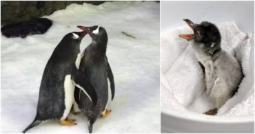 Австралийская пара пингвинов-геев усыновила второе яйцо