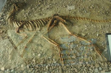 Ученые узнали, чем питались первые динозавры на Земле