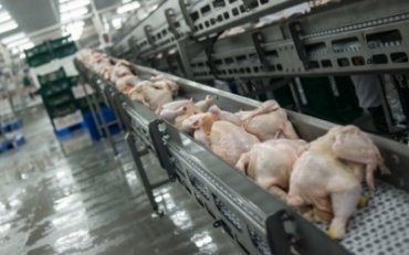 МХП наращивает производство курятины