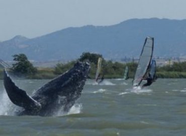 Горбатые киты спаслись от вымирания — ученые
