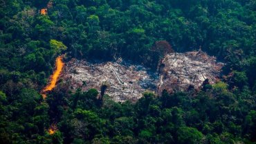 Мировые лидеры договорились прекратить вырубку лесов на планете до 2030 года