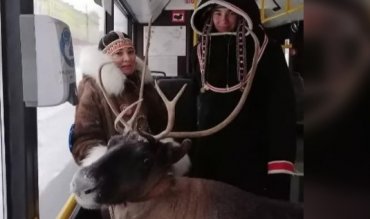 Кондуктор опешил, водитель ругался: в России женщина с оленем поехала в автобусе