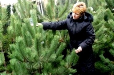 Жителям Украины будут продавать елки с сертификатами и чипами