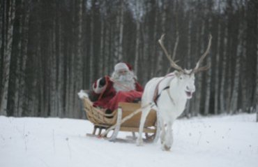 Ученые выяснили, почему у оленя Санта-Клауса красный нос