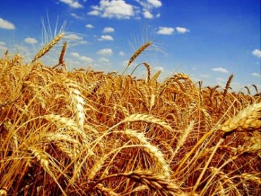 Египет закупил партию украинской пшеницы