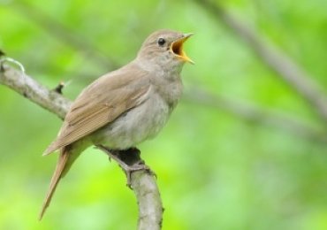 Ученые: пение птиц генетически родственно человеческой речи