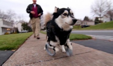 3D-принтер подарил собаке-инвалиду новую жизнь