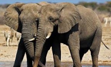 Зимбабве распродает слонов