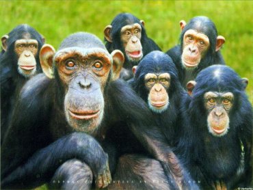 Зоологи разобрали обезьянью речь на человеческий язык
