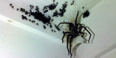 Ученые рассказали, как избавиться от страха перед пауками