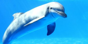 Ученые узнали как дельфины видят человека под водой