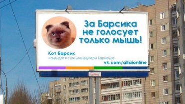 Жители Барнаула хотят, чтобы мэром города стал кот Барсик